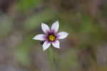 Annual blue-eyed grass